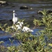Three Egrets Hiding by oldjosh
