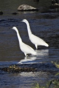 23rd Oct 2018 - Two Egrets Wadind