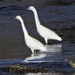 Two Egrets Wadind by oldjosh