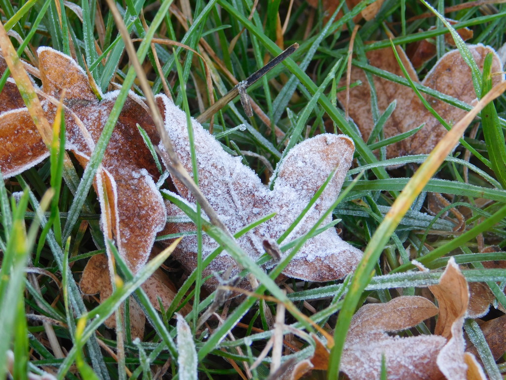 First frost by 365anne