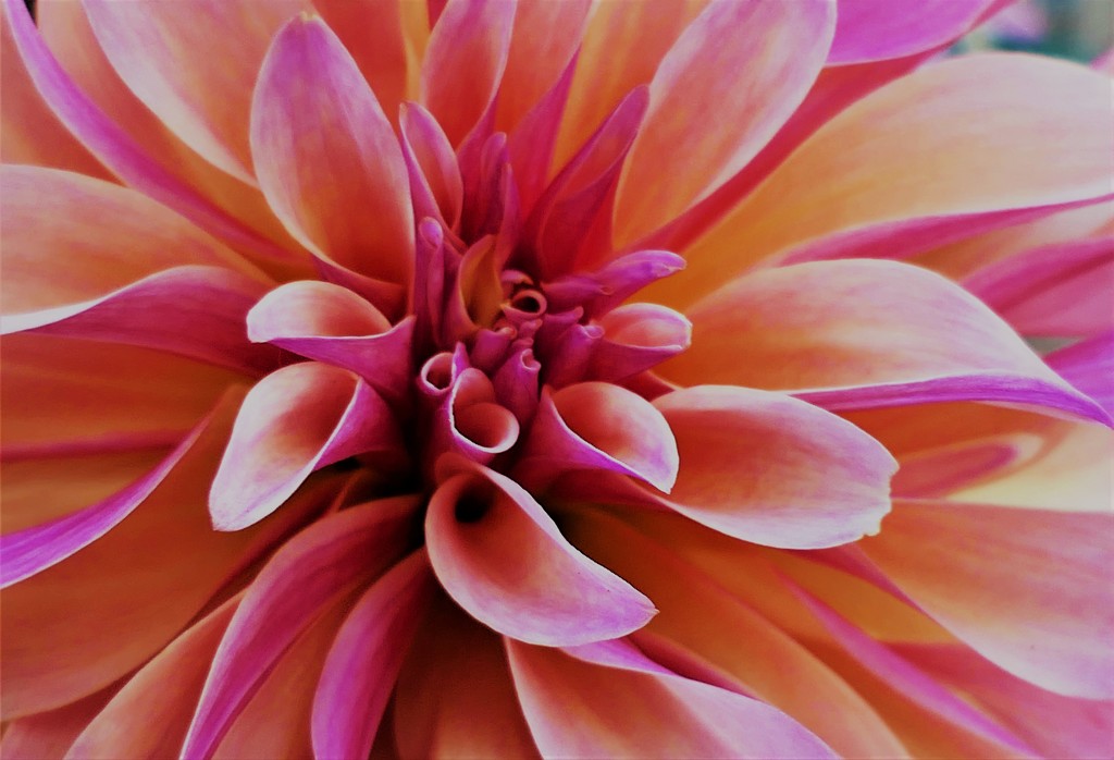 Late Bloom by carole_sandford
