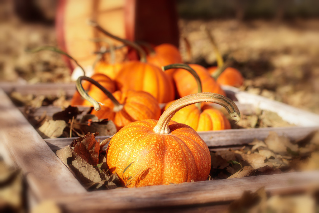 pumpkins by aecasey