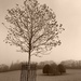 Sepia trees by 365projectdrewpdavies