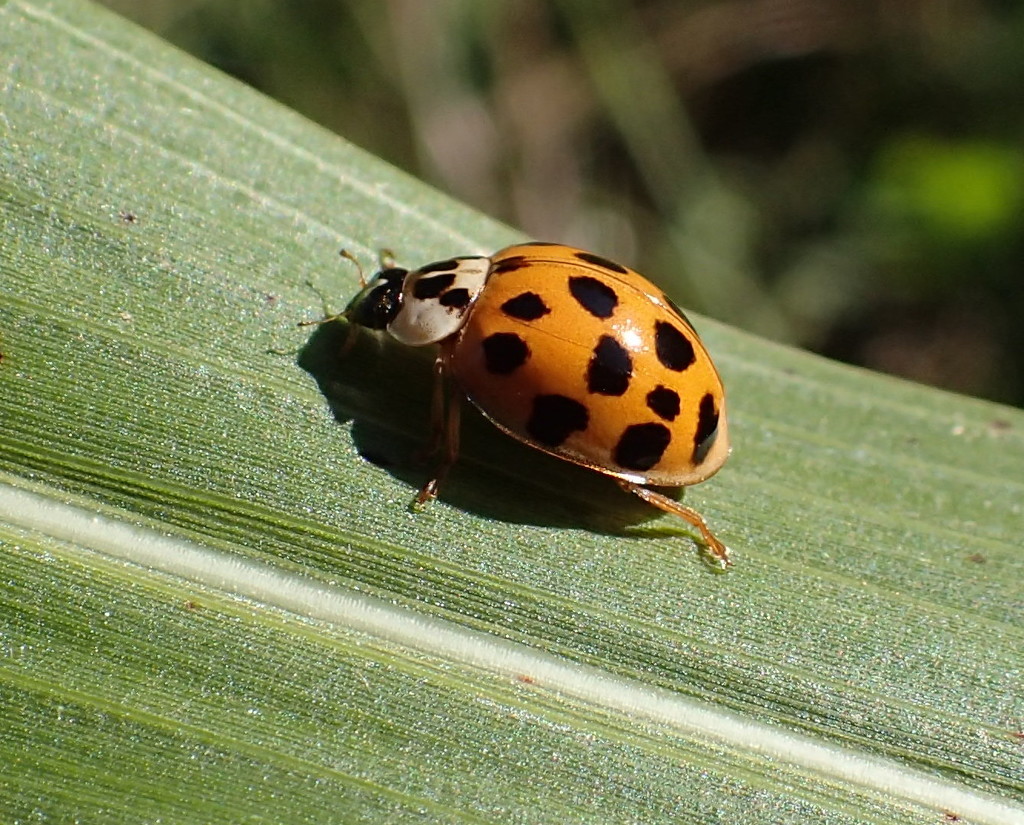 Ladybug Mission by cjwhite