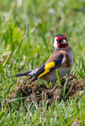 30th Oct 2018 - Goldfinch