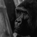 Pensive Gorilla by taffy