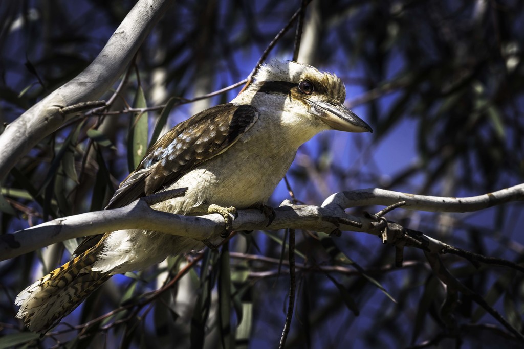 Kookaburra sits in the old gum tree by pusspup