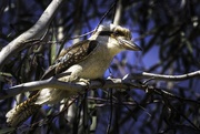 30th Oct 2018 - Kookaburra sits in the old gum tree