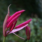 30th Oct 2018 - nerine lily