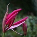 nerine lily by quietpurplehaze