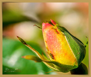30th Oct 2018 - Rosebud And Aphids