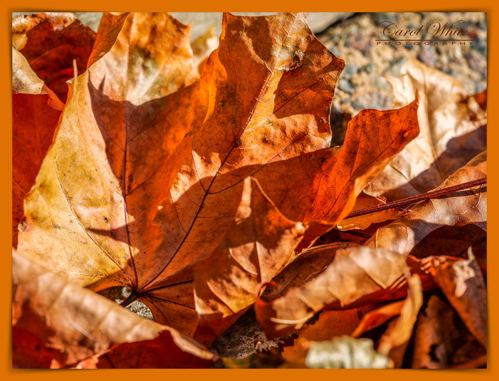 Crinkly Autumn Leaves by carolmw