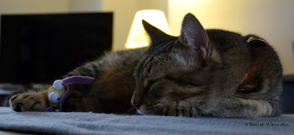 Nap with the dragonfly by parisouailleurs