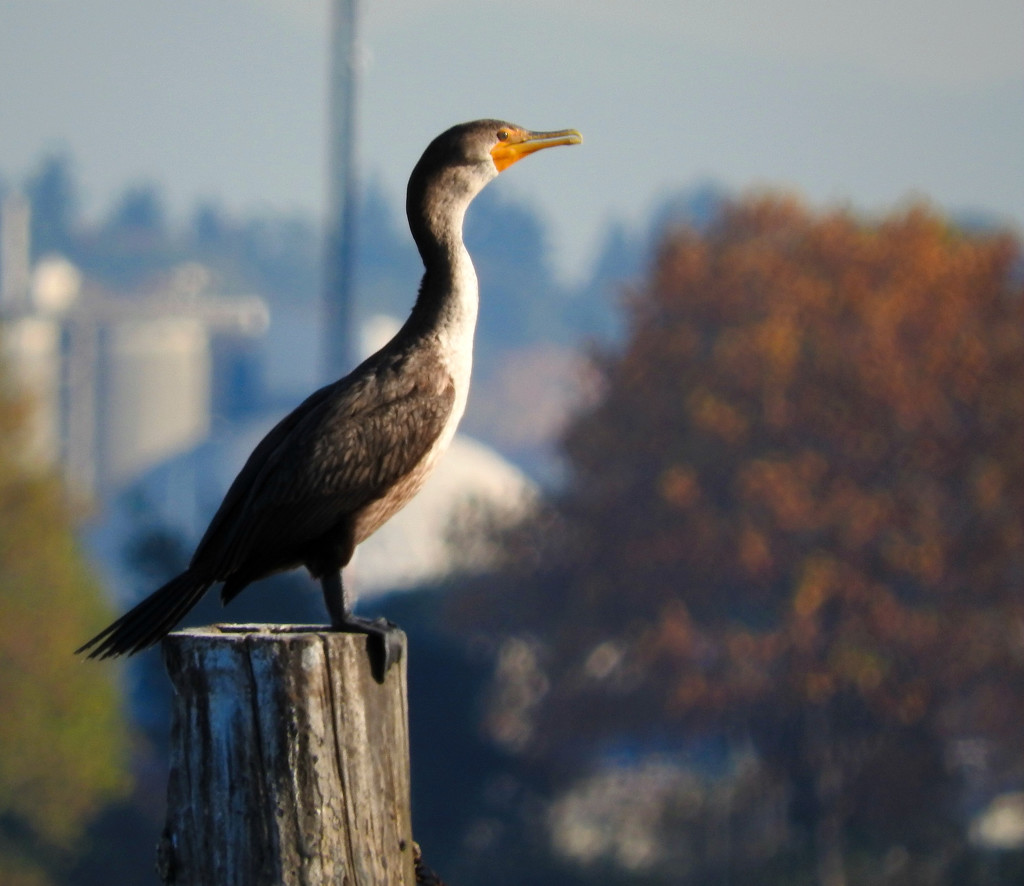 Double-Crested Cormorant Juvenile by seattlite