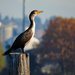 Double-Crested Cormorant Juvenile by seattlite