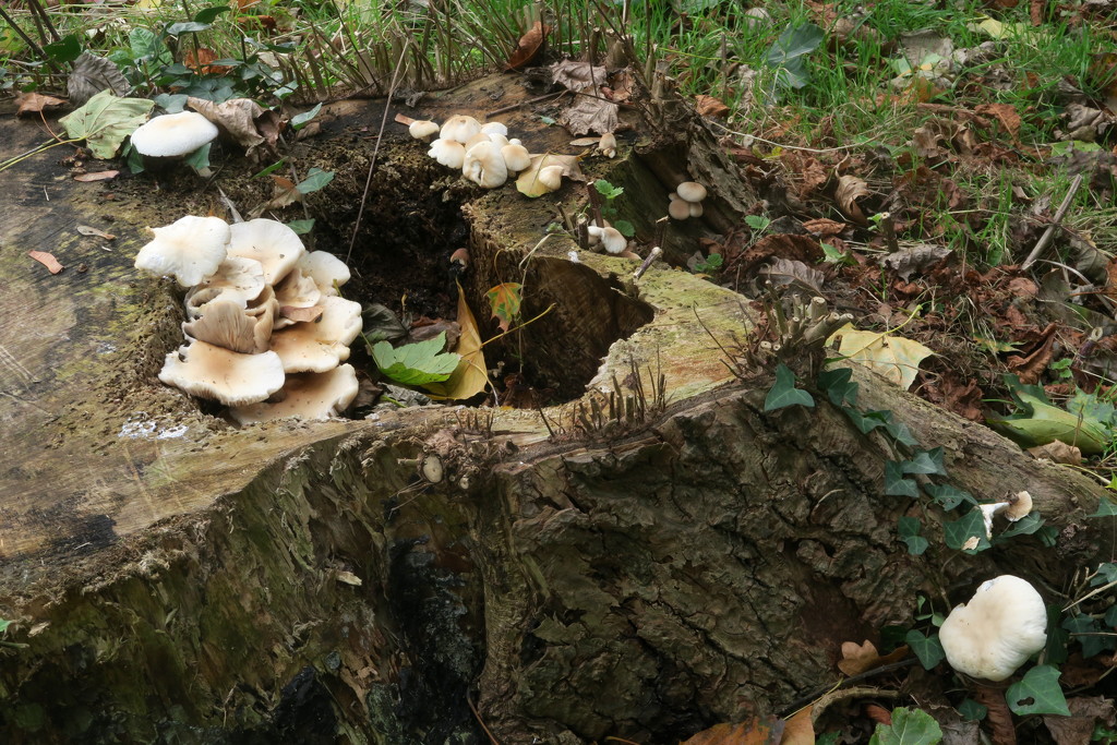 Fungus by davemockford