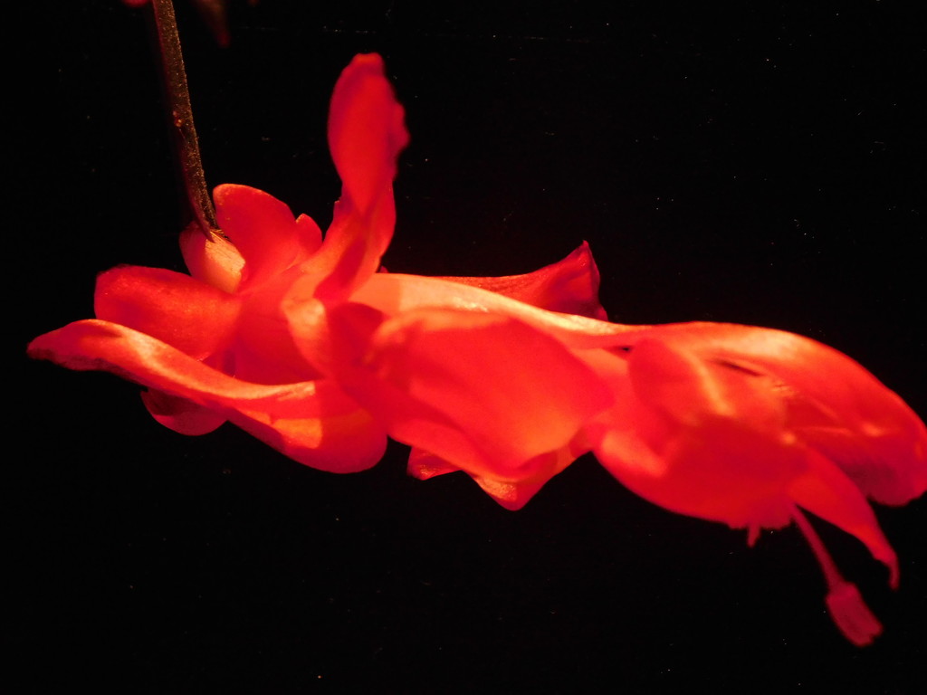 Red Christmas Cactus by 365anne