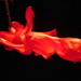 Red Christmas Cactus by 365anne