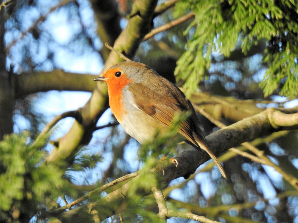 Little Robin in the Late Afternoon Sun by susiemc