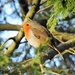 Little Robin in the Late Afternoon Sun by susiemc