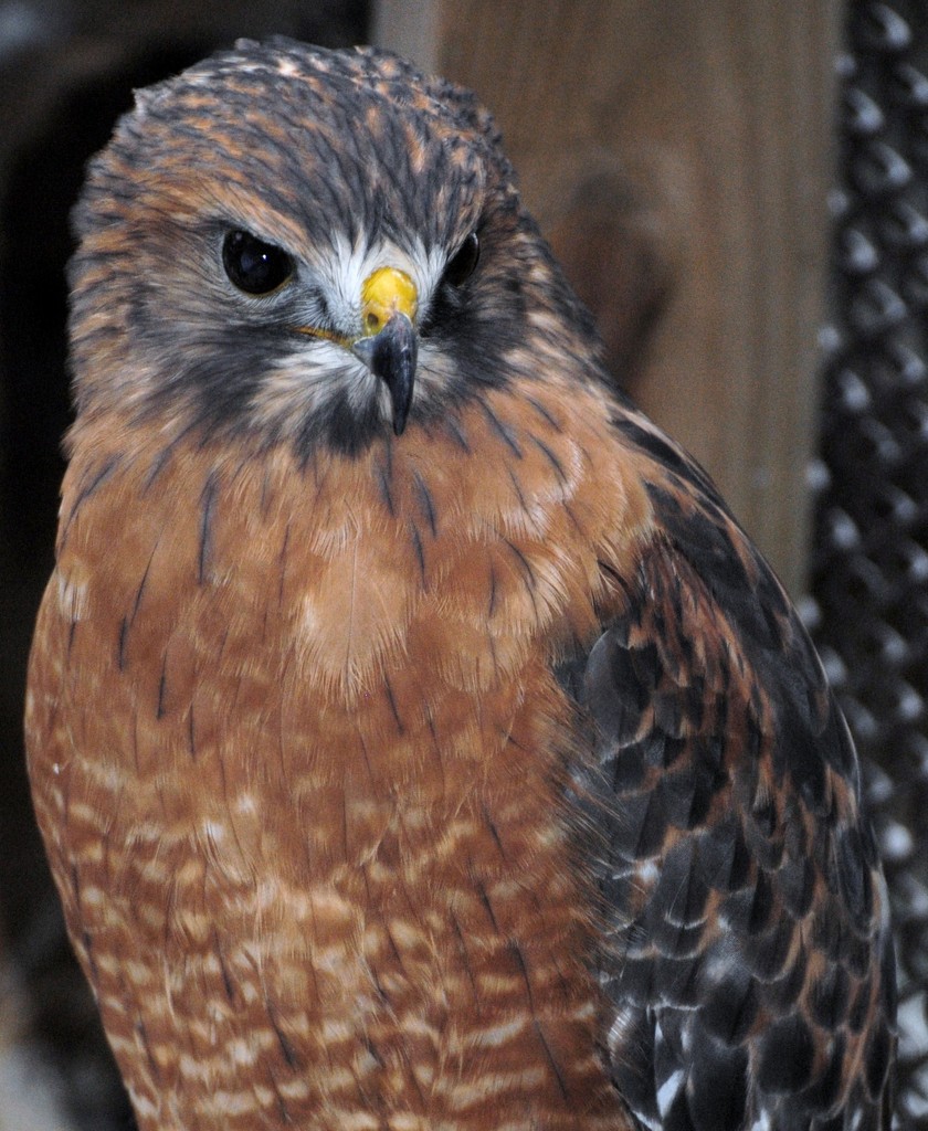 Day 302: Red-shouldered Hawk  by jeanniec57