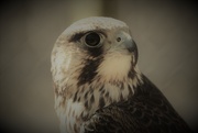 30th Oct 2018 - Day 303: Peregrine Falcon 