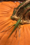 29th Oct 2018 - Grasshopper 