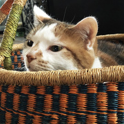 25th Sep 2018 - Pearly's In The Basket