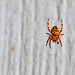 Jack-O-Spider by stephomy