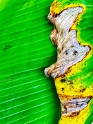 24th Oct 2018 - Banana leaf
