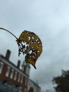 27th Oct 2018 - leaf on the windshield 
