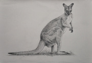 31st Oct 2018 - Wallaby