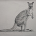 Wallaby by jeneurell