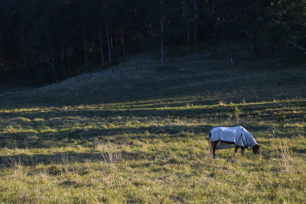 Horse in paddock, Hilldale, NSW by jeneurell