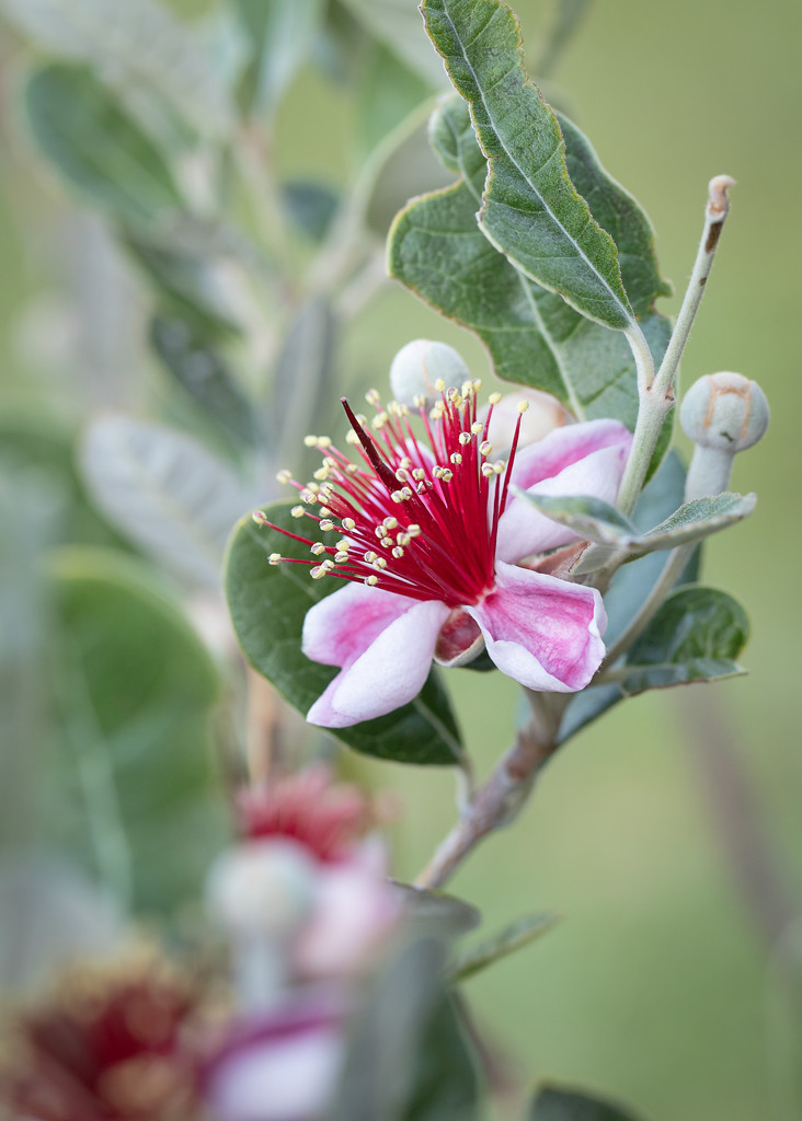 Our first feijoa flower by jodies