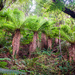 Forest in Catlins by yaorenliu