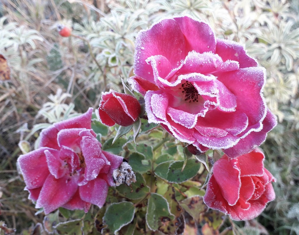 frost rose by jokristina