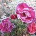 frost rose by jokristina