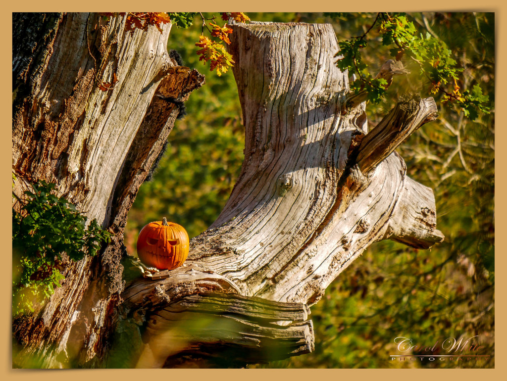 The Pumpkin Tree ???? by carolmw