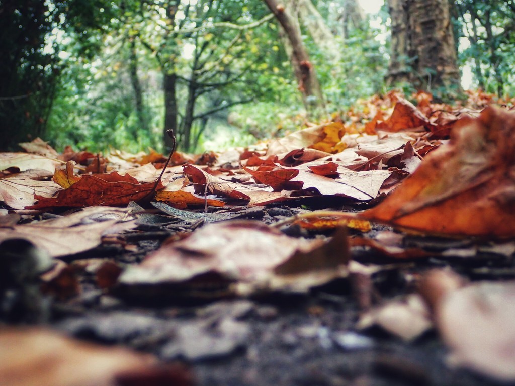 The Path to Autumn by mattjcuk