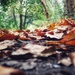 The Path to Autumn by mattjcuk