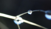 31st Oct 2018 - Droplet