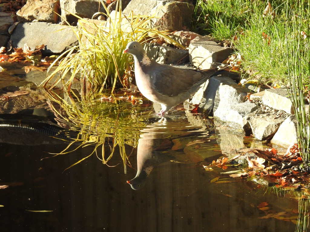 Pidgeon Enjoying the Pond by susiemc