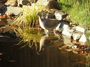 31st Oct 2018 - Pidgeon Enjoying the Pond