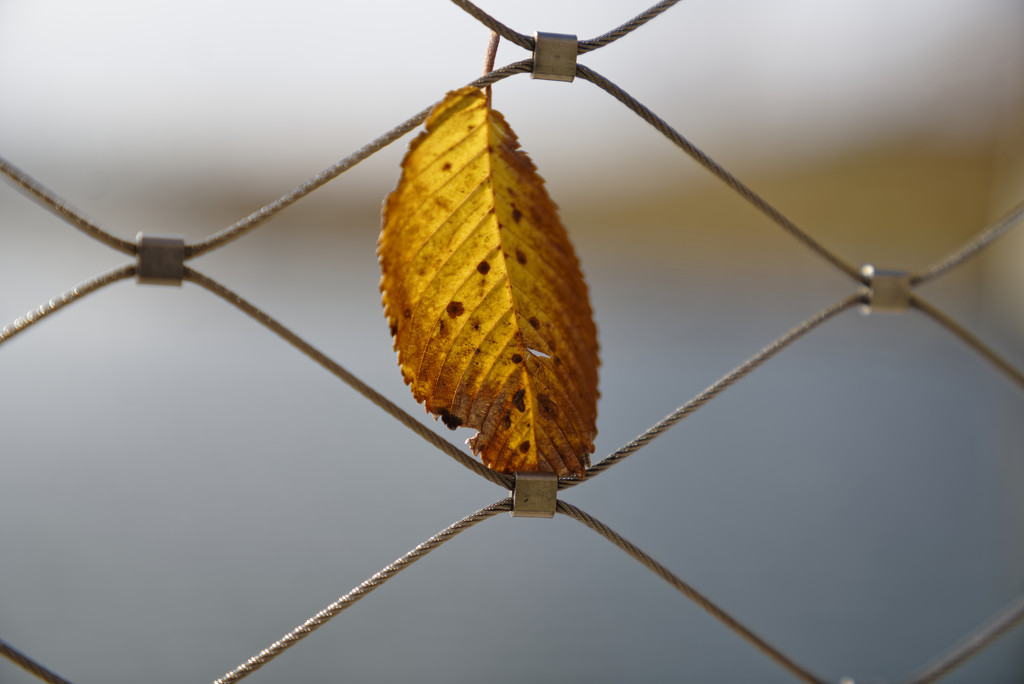 leaf in a fence by rminer
