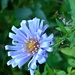 Aster  by countrylassie