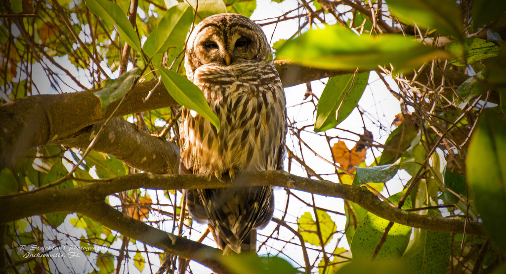 Halloween Barred Owl! by rickster549