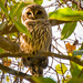 Halloween Barred Owl! by rickster549