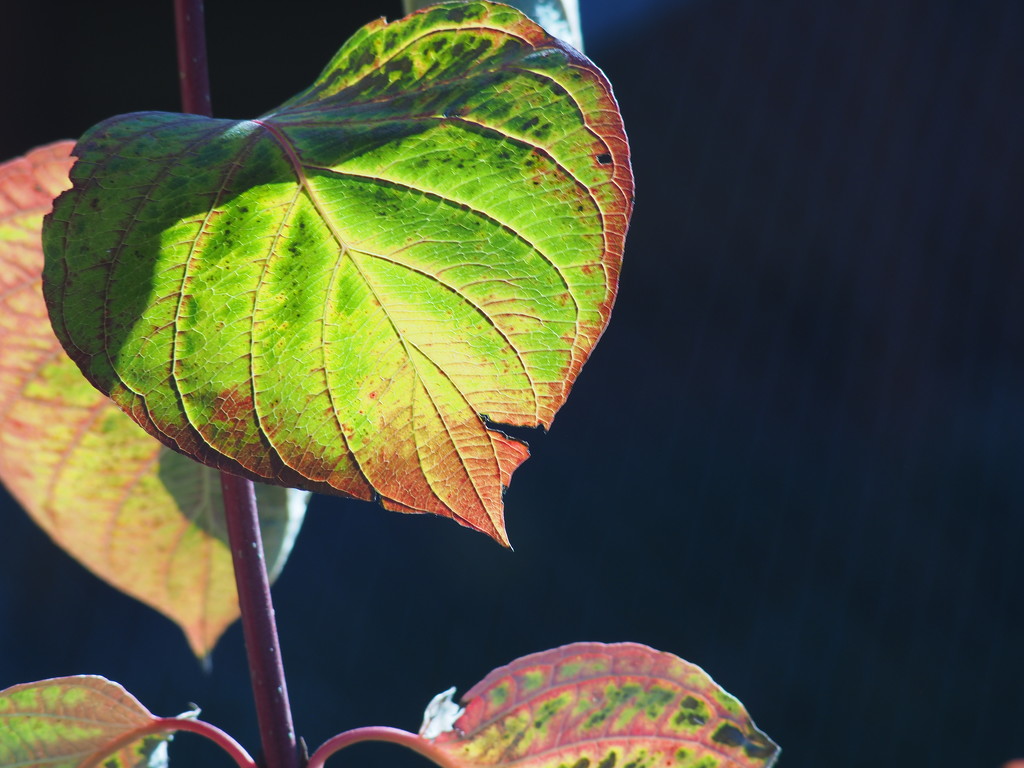 Dogwood Leaves by tosee