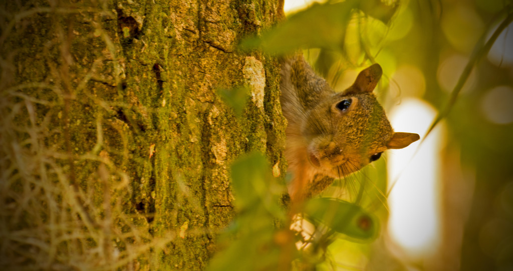 Peek-a-Boo Squirrel! by rickster549